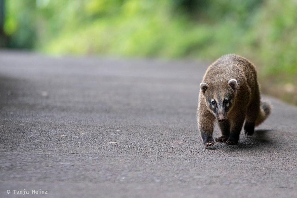 Foz-do-iguaçu-South-American-coati