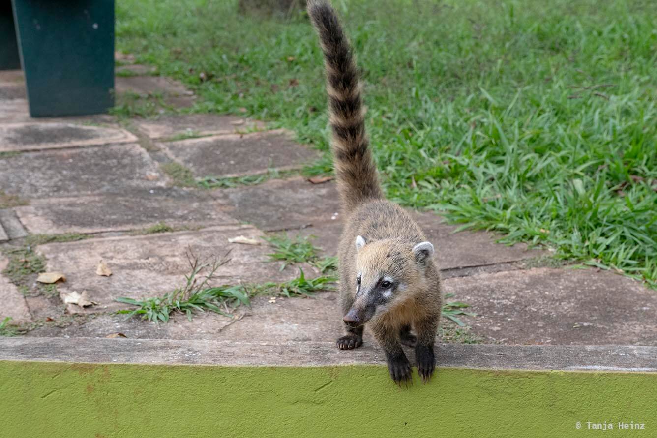 Foz-do-iguaçu-South-American-coati