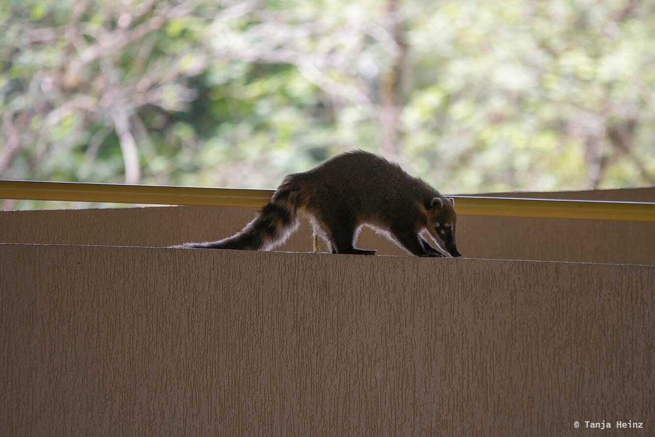 Foz-do-iguaçu-South-American-coati
