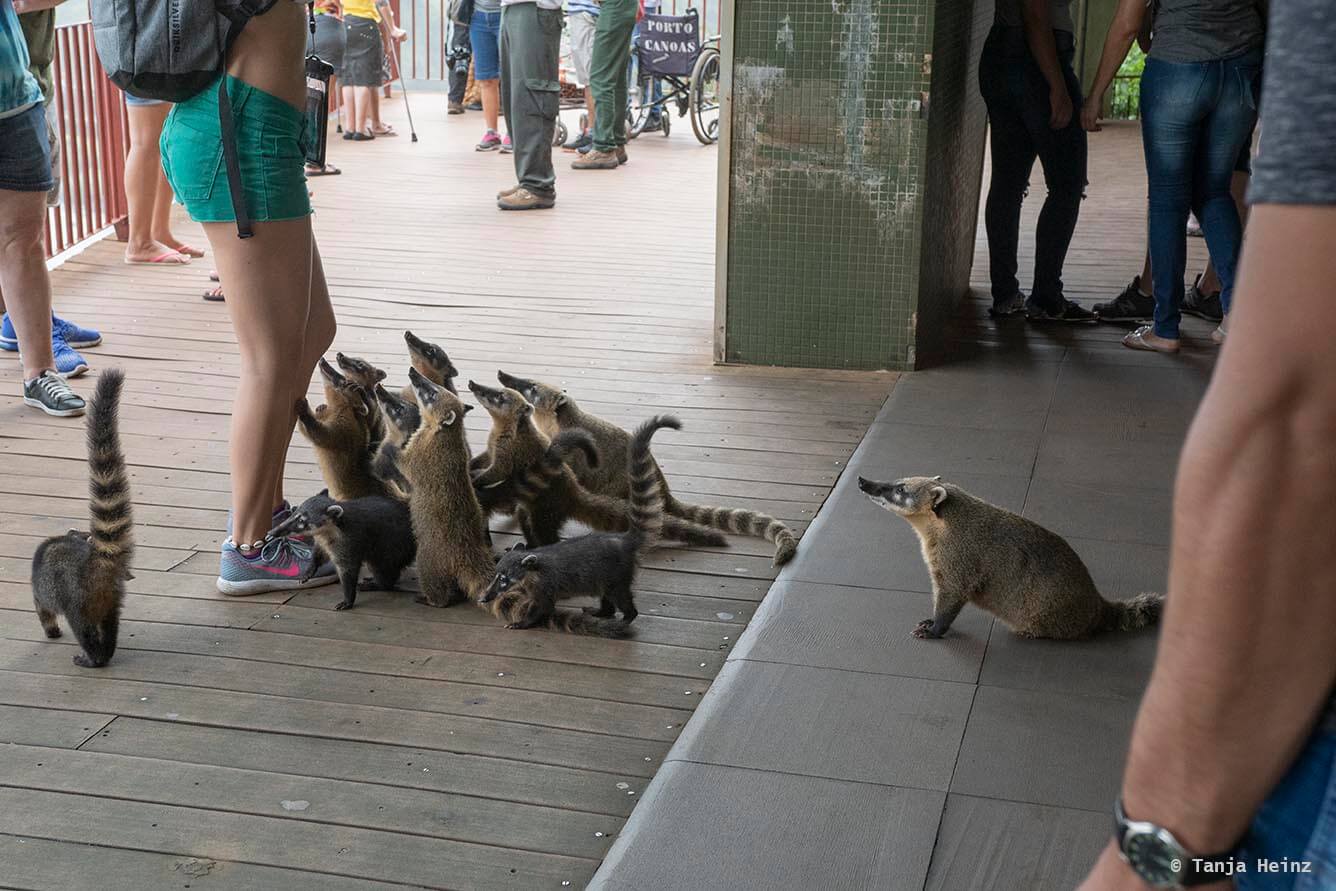 Foz-do-iguaçu-South-American-coati