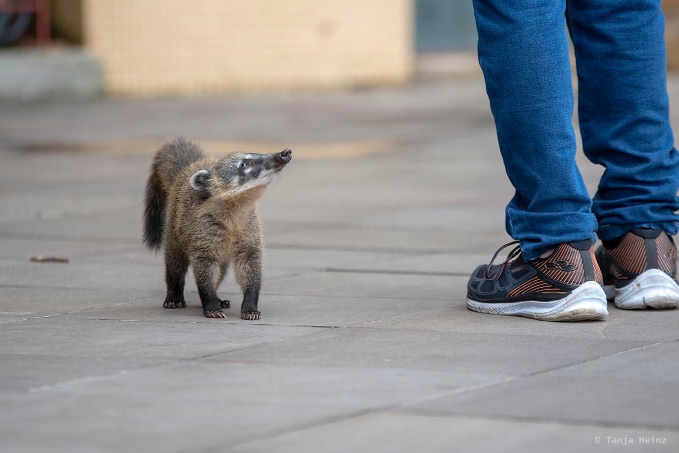 Foz-do-iguaçu-South-American-coati