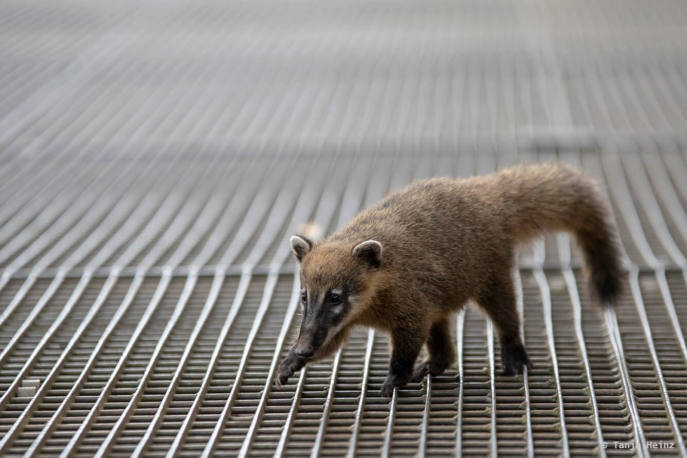 Foz-do-iguaçu-South-American-coati