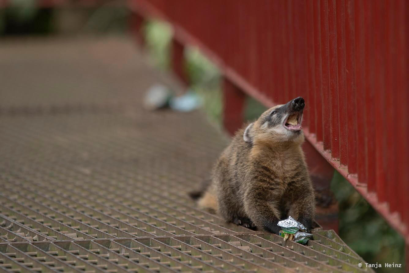 Foz-do-iguaçu-South-American-coati