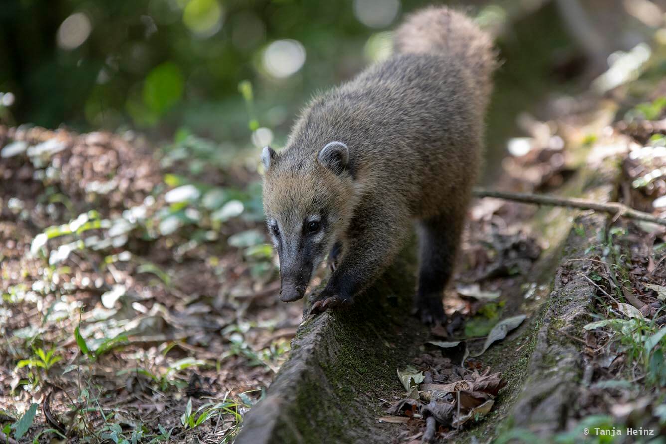 Foz-do-iguaçu-South-American-coati