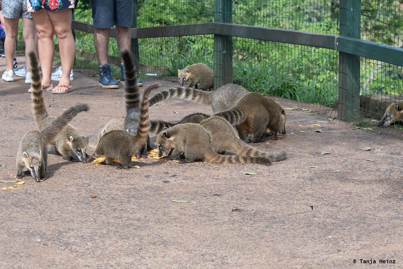 Foz-do-iguaçu-South-American-coati
