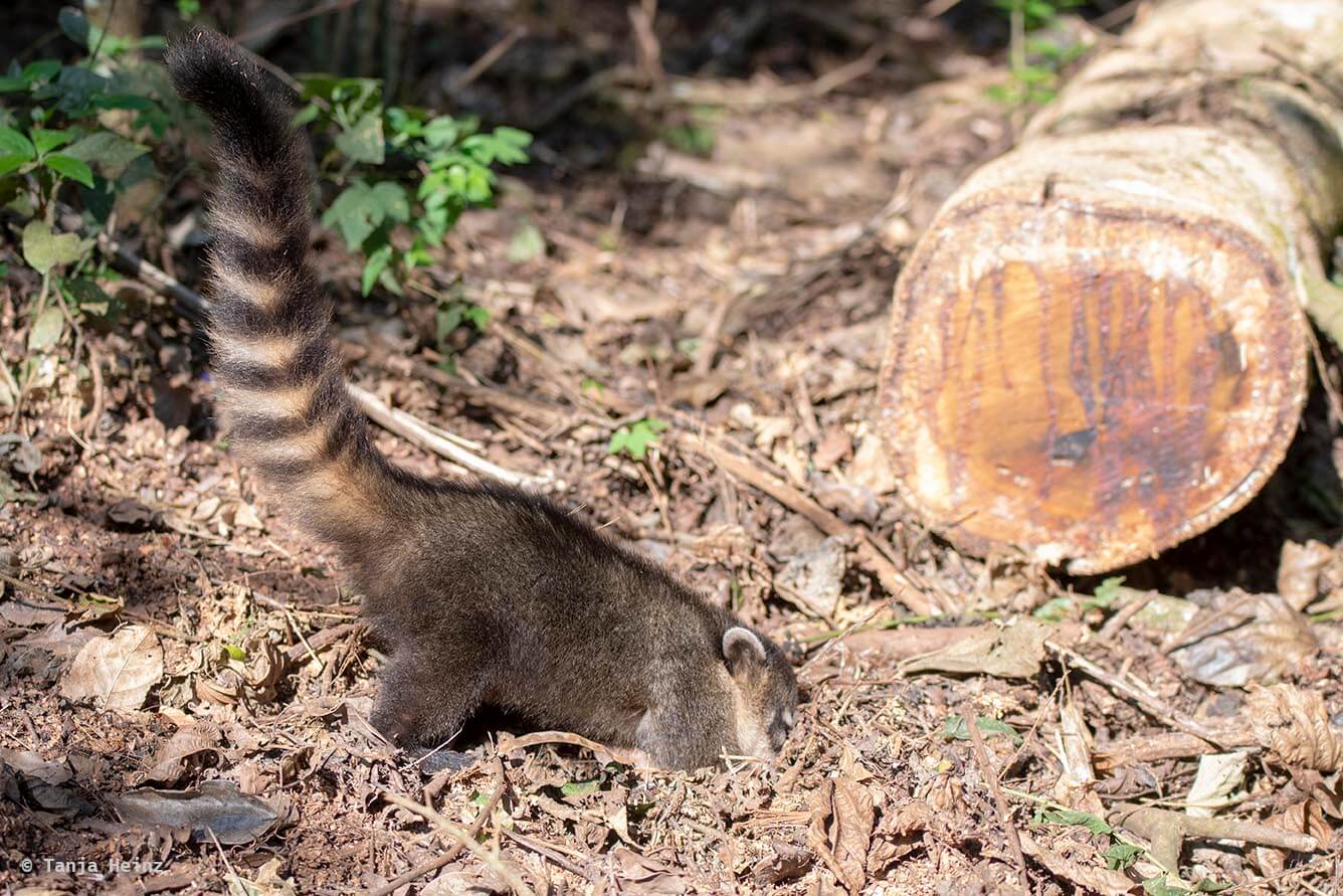 Foz-do-iguaçu-South-American-coati