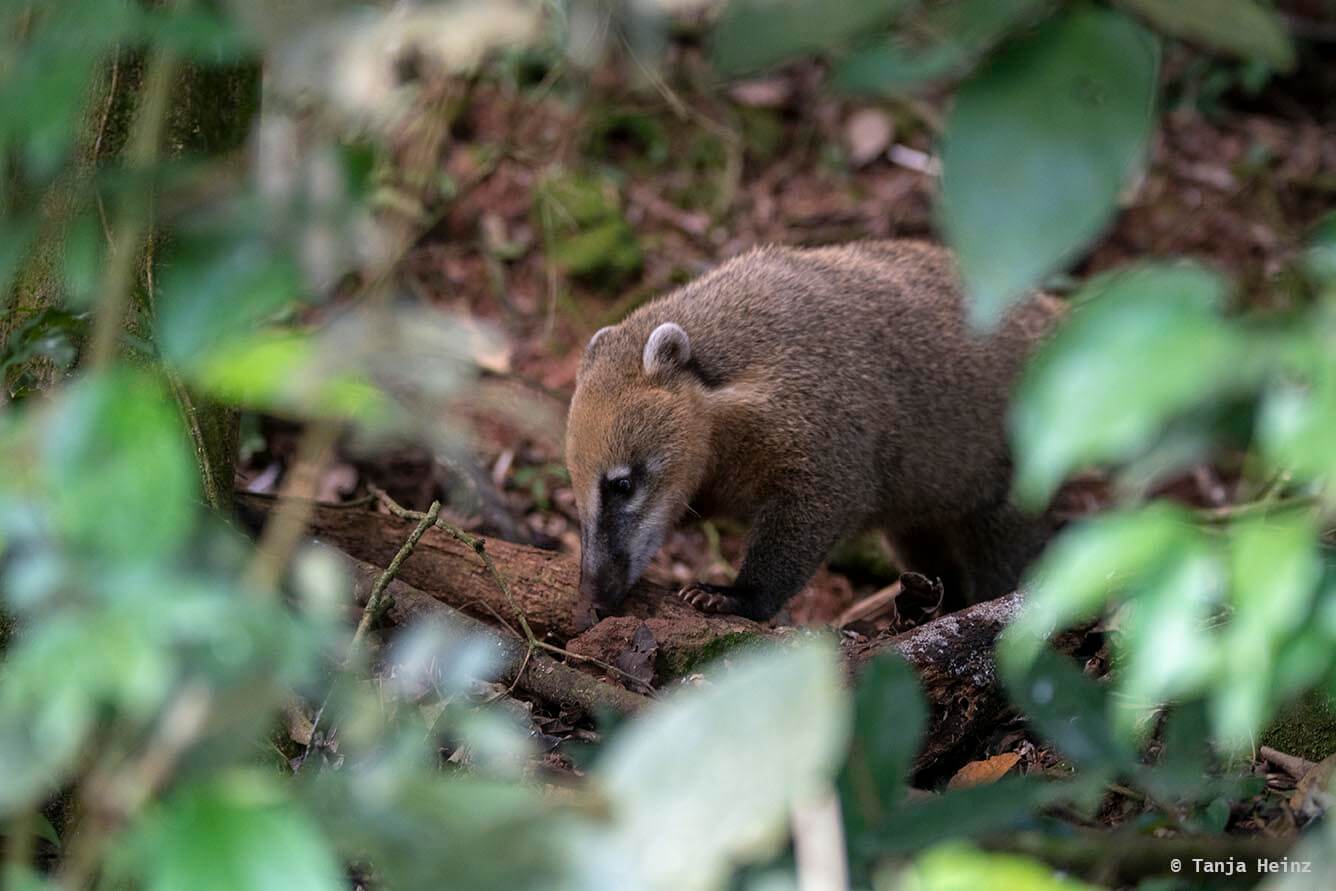 Foz-do-iguaçu-South-American-coati