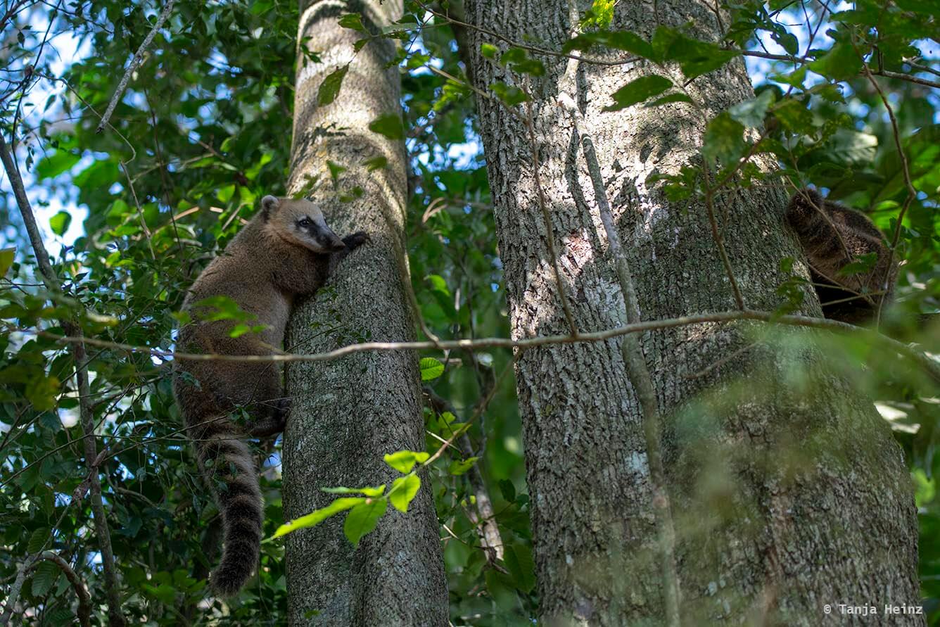 Foz-do-iguaçu-South-American-coati