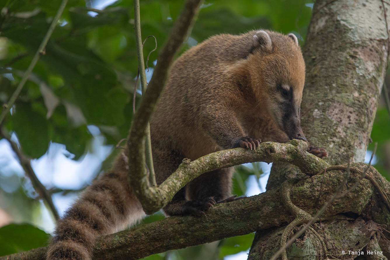 Foz-do-iguaçu-South-American-coati