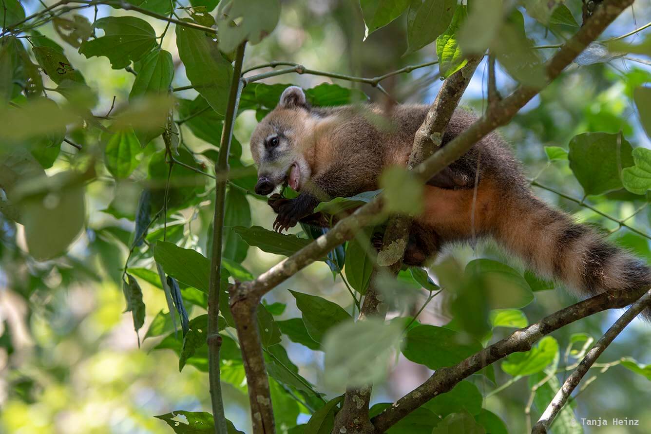 Foz-do-iguaçu-South-American-coati