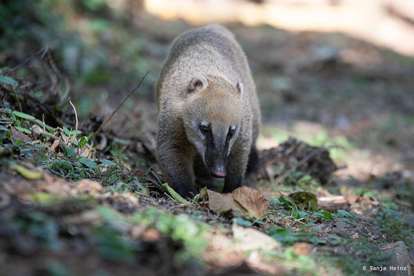 Foz-do-iguaçu-South-American-coati