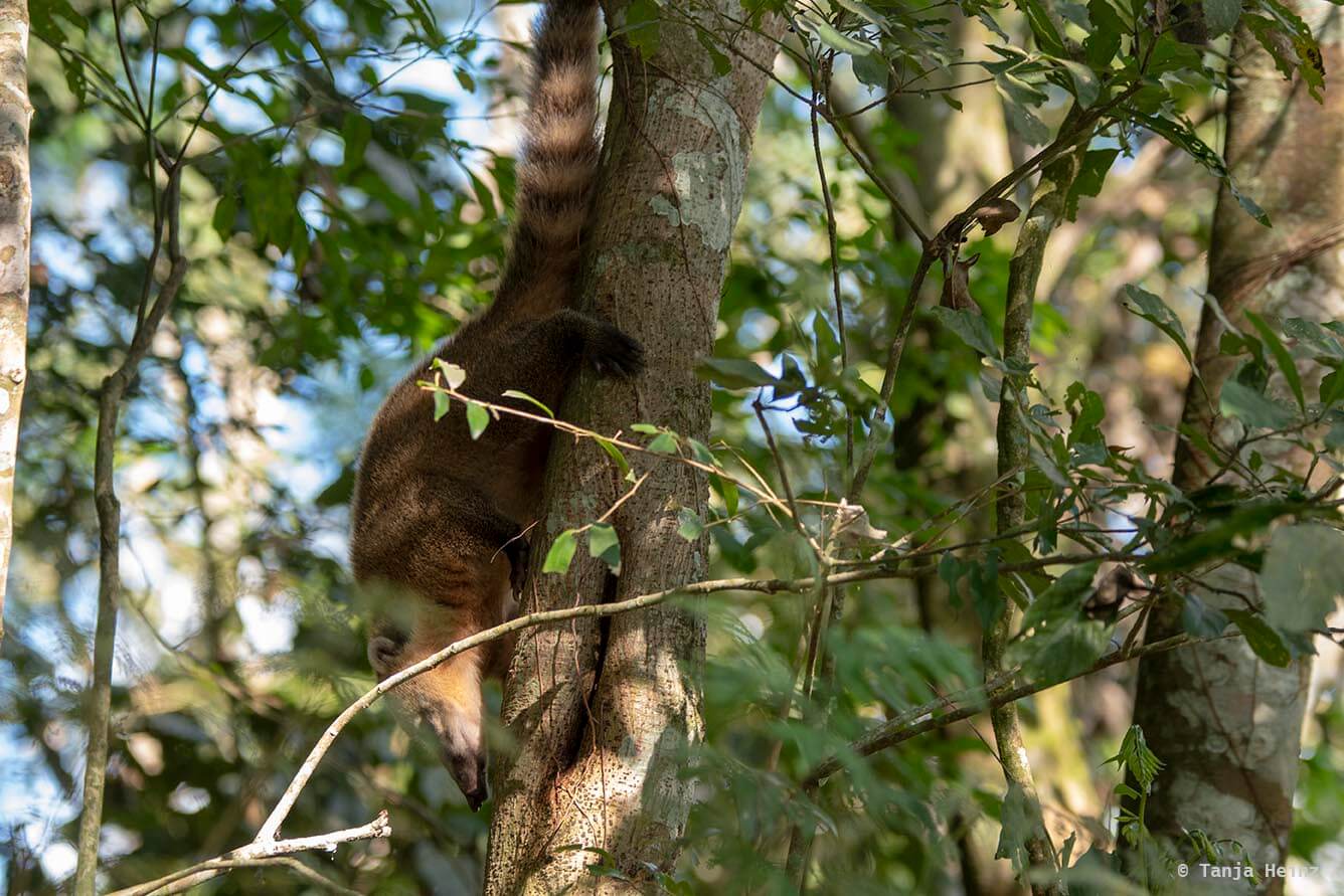 Foz-do-iguaçu-South-American-coati