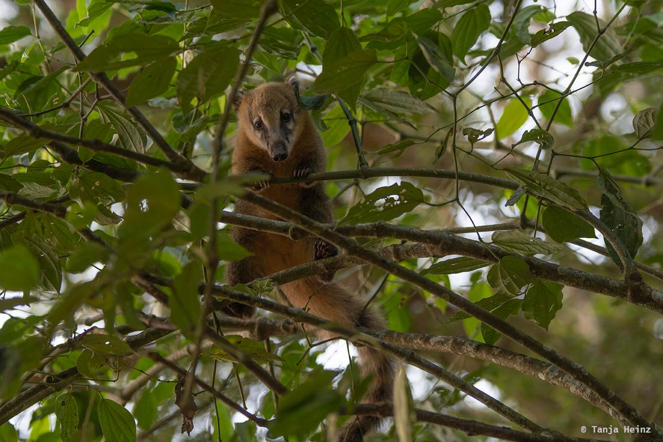 Foz-do-iguaçu-South-American-coati