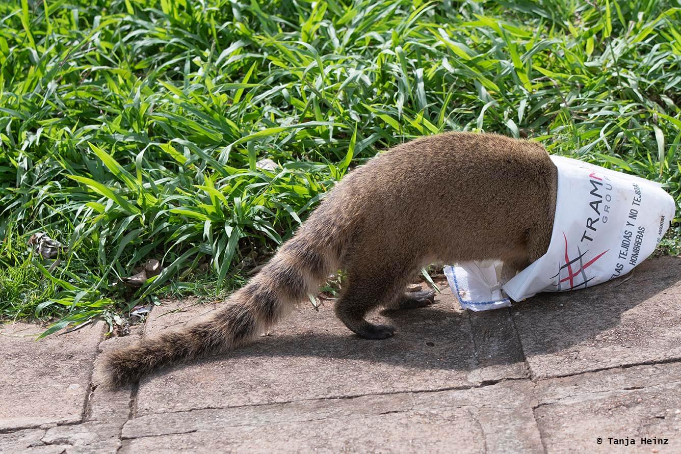 Foz-do-iguaçu-South-American-coati
