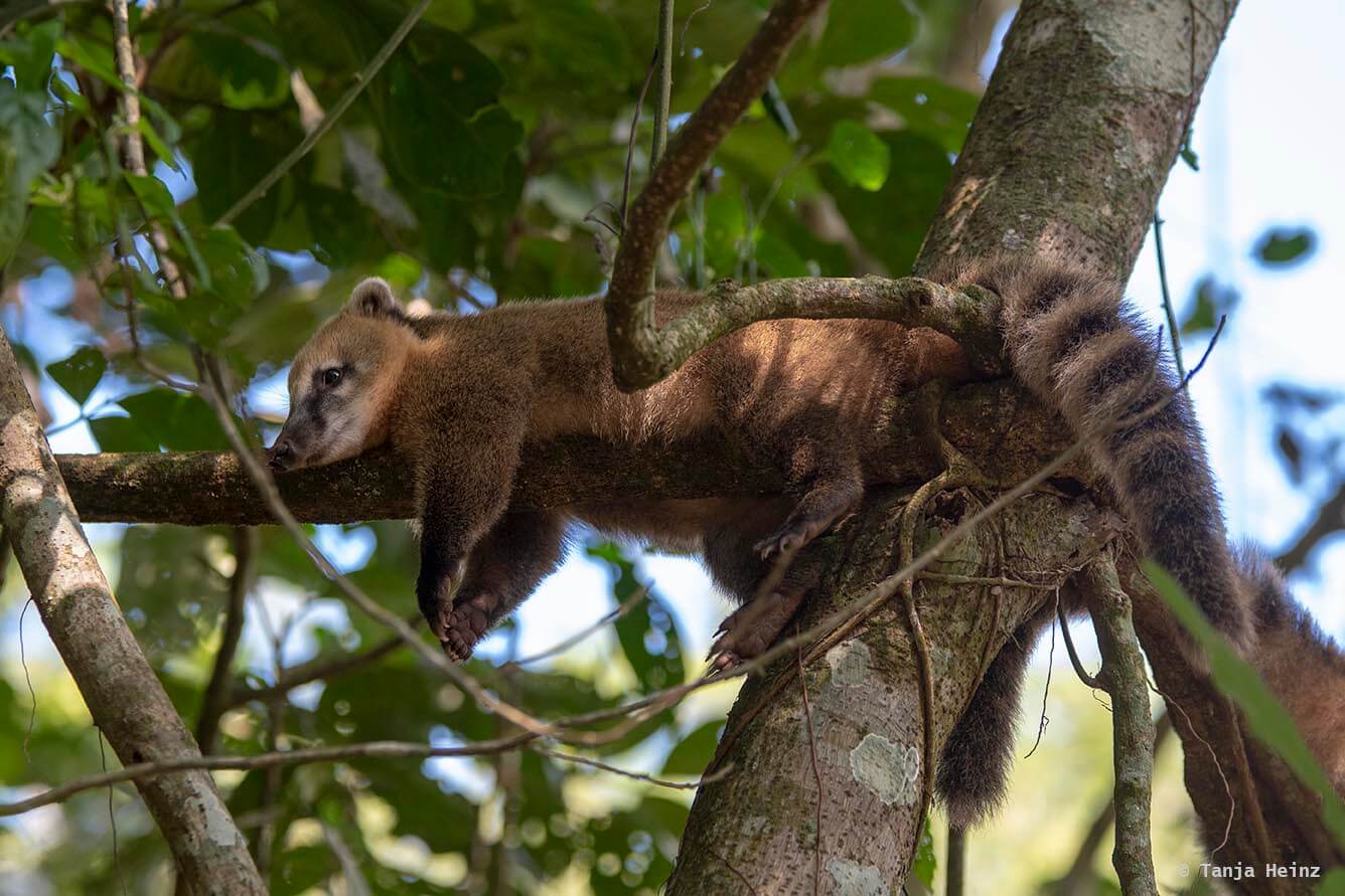 Foz-do-iguaçu-South-American-coati