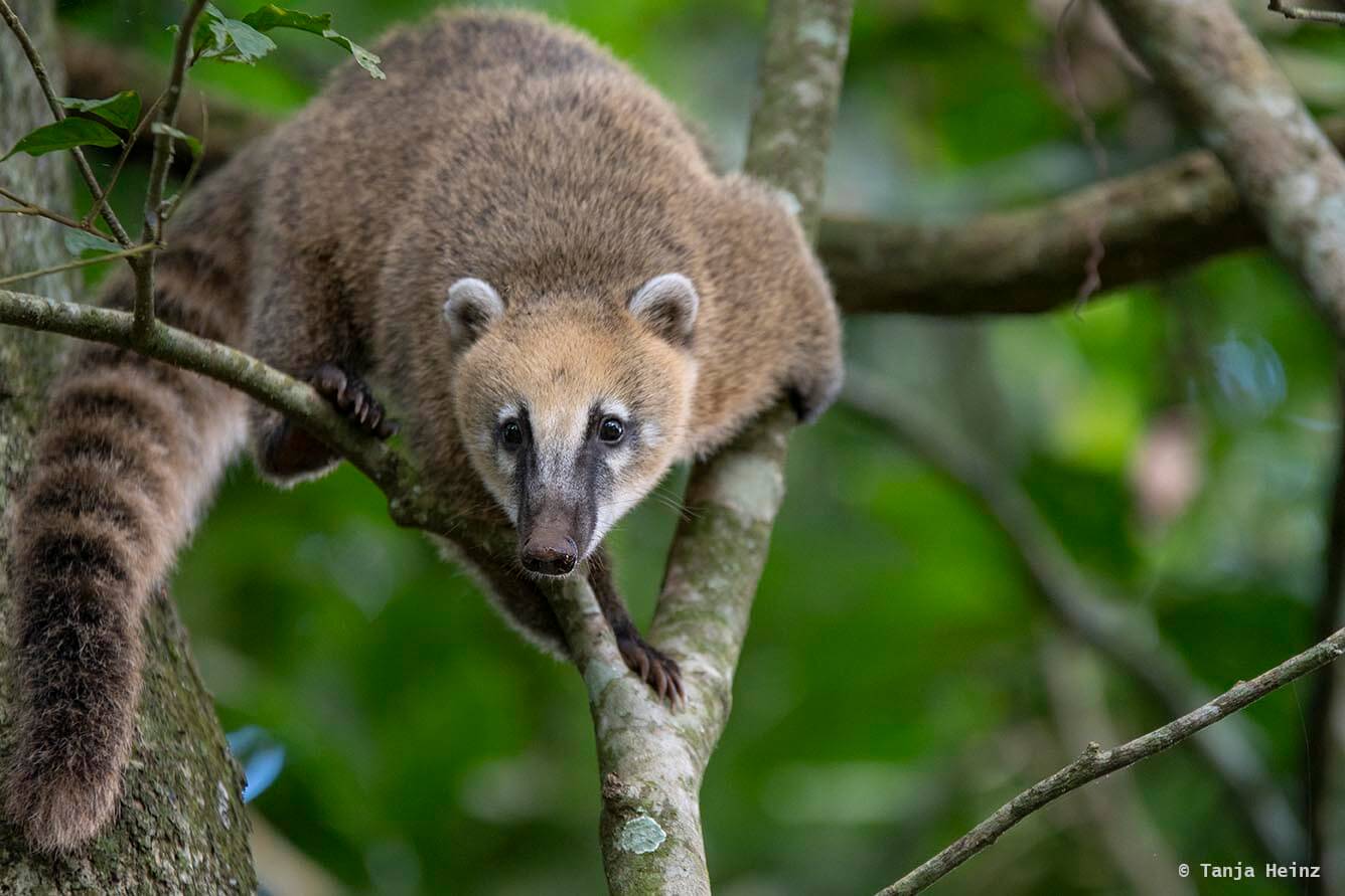 Foz-do-iguaçu-South-American-coati