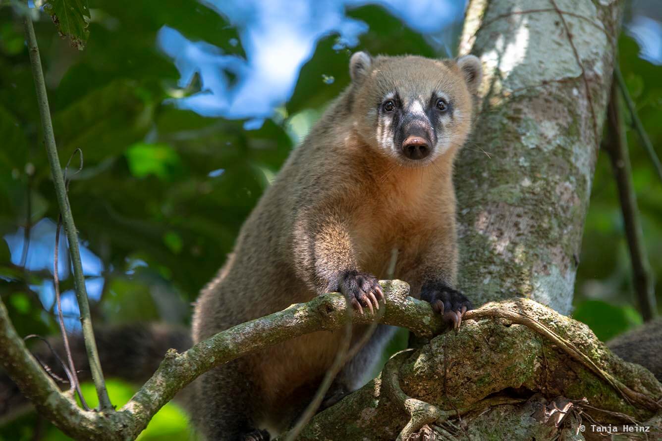 Foz-do-iguaçu-South-American-coati
