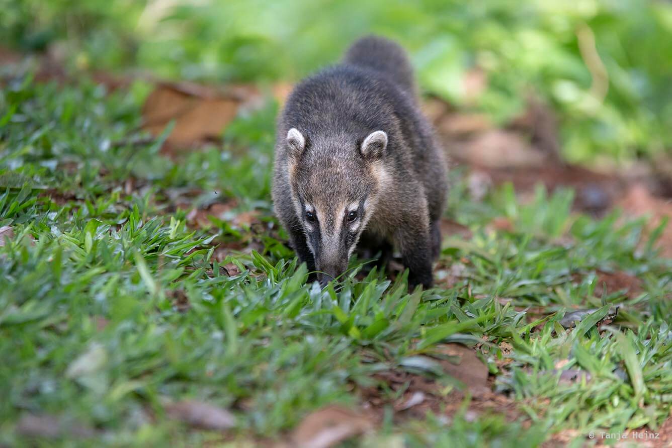 Foz-do-iguaçu-South-American-coati