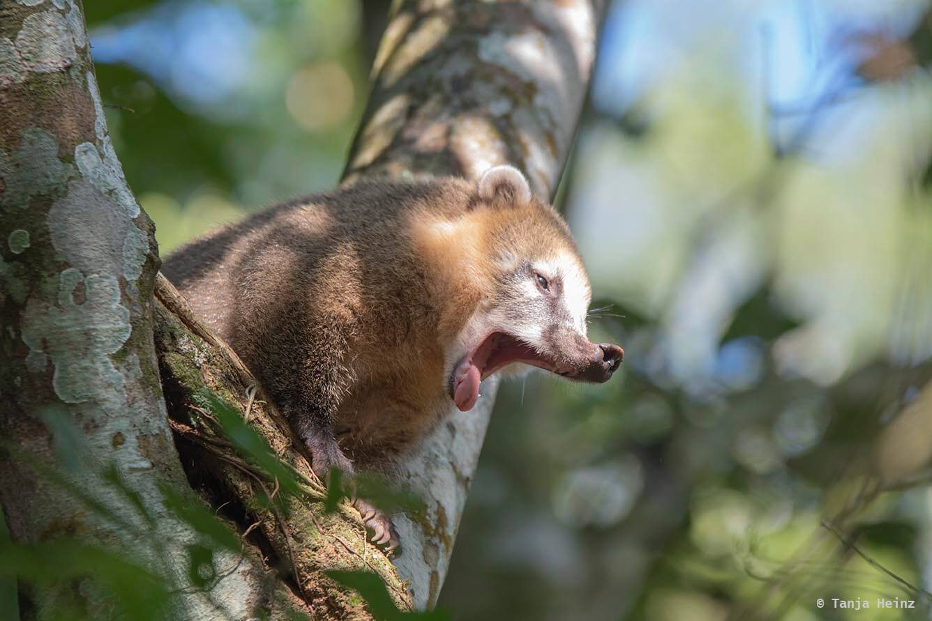 Foz-do-iguaçu-South-American-coati
