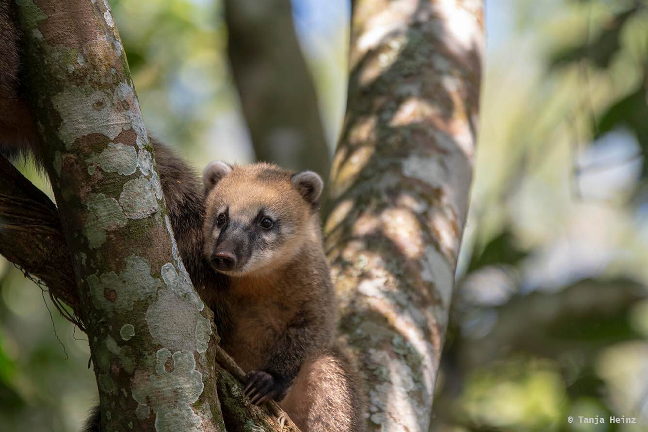 Foz-do-iguaçu-South-American-coati