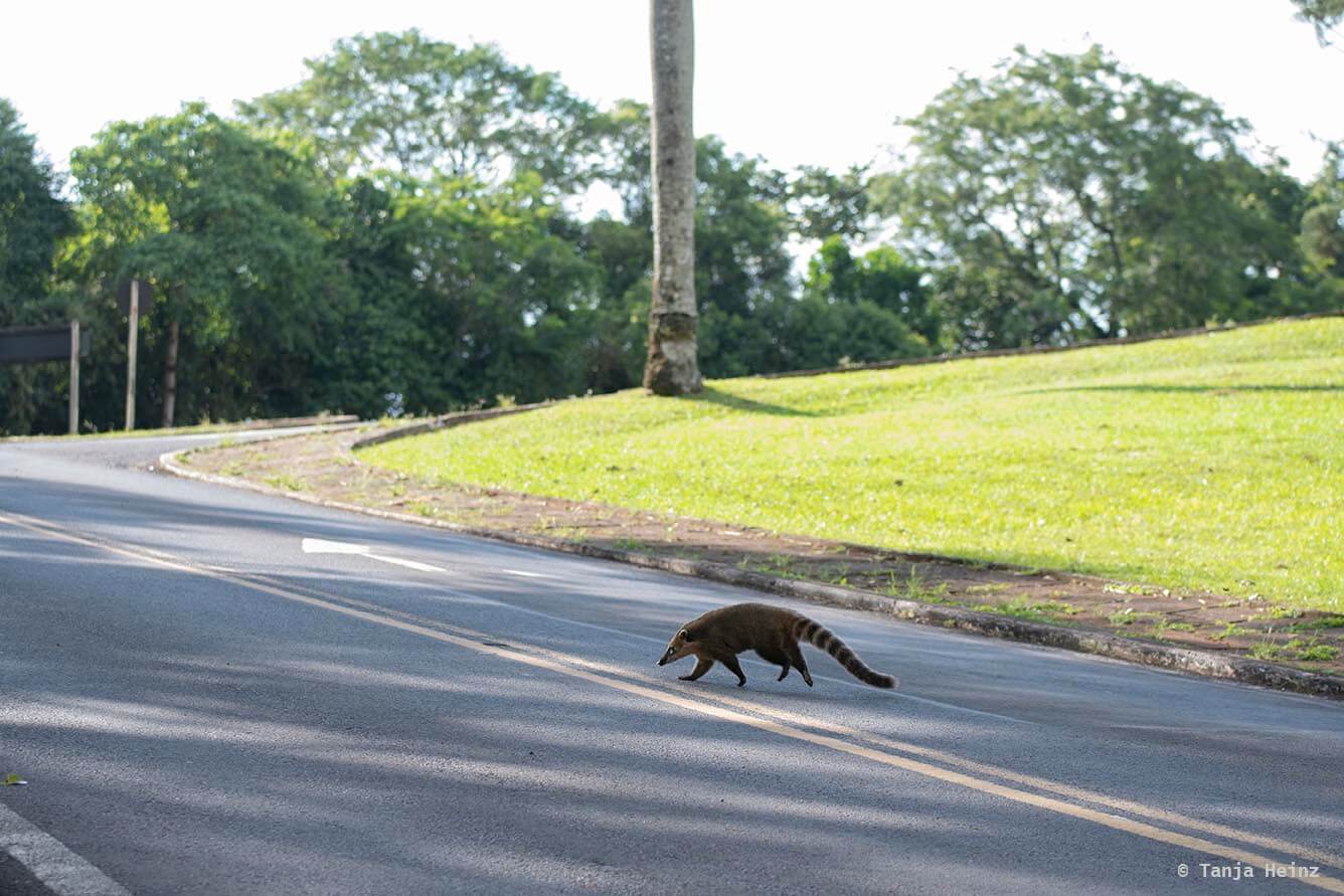 Foz-do-iguaçu-South-American-coati