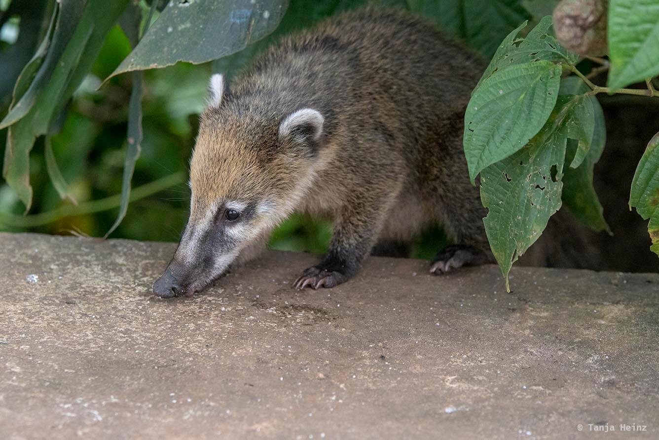 Foz-do-iguaçu-South-American-coati