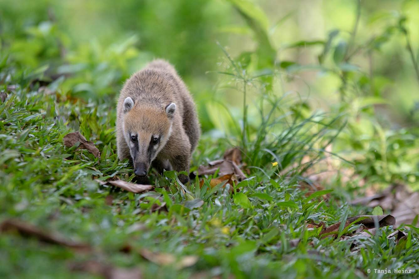 Foz-do-iguaçu-South-American-coati