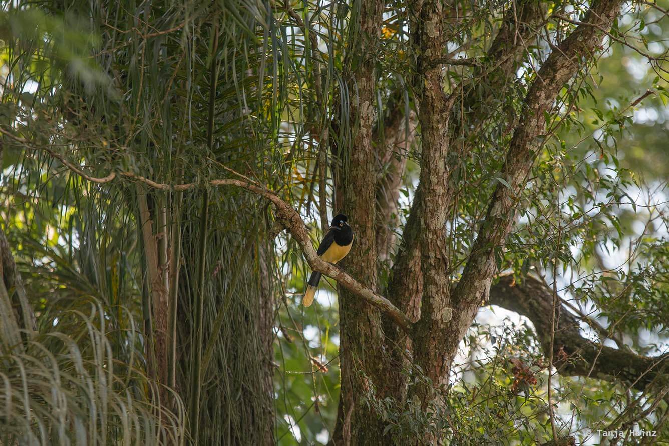 Foz-do-iguaçu-South-American-coati