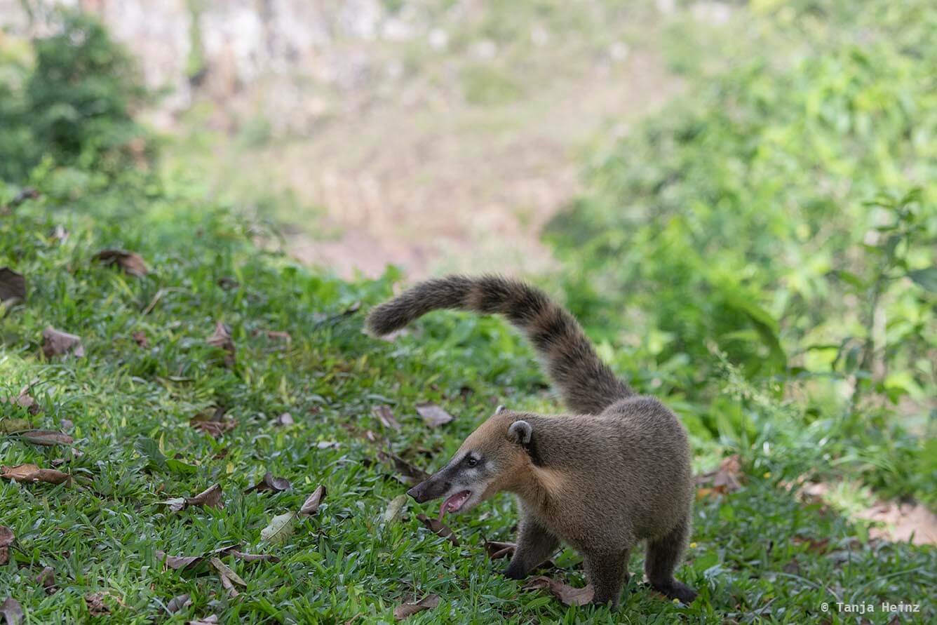 Foz-do-iguaçu-South-American-coati