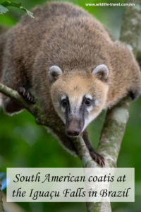 Foz-do-iguaçu-South-American-coati