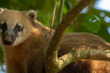 Foz-do-iguaçu-South-American-coati