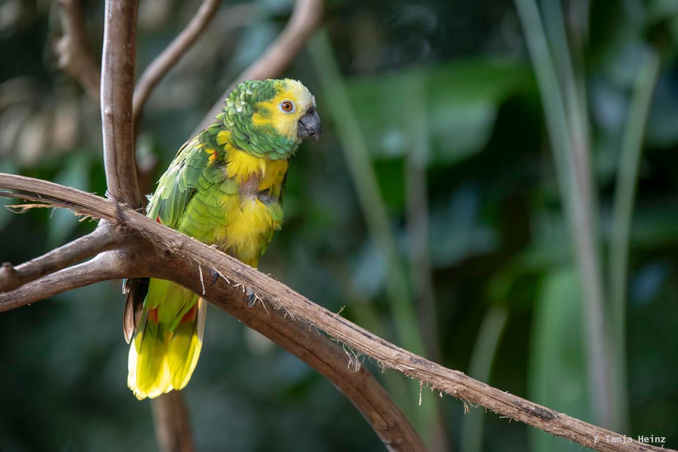 bird-park-parque-das-aves