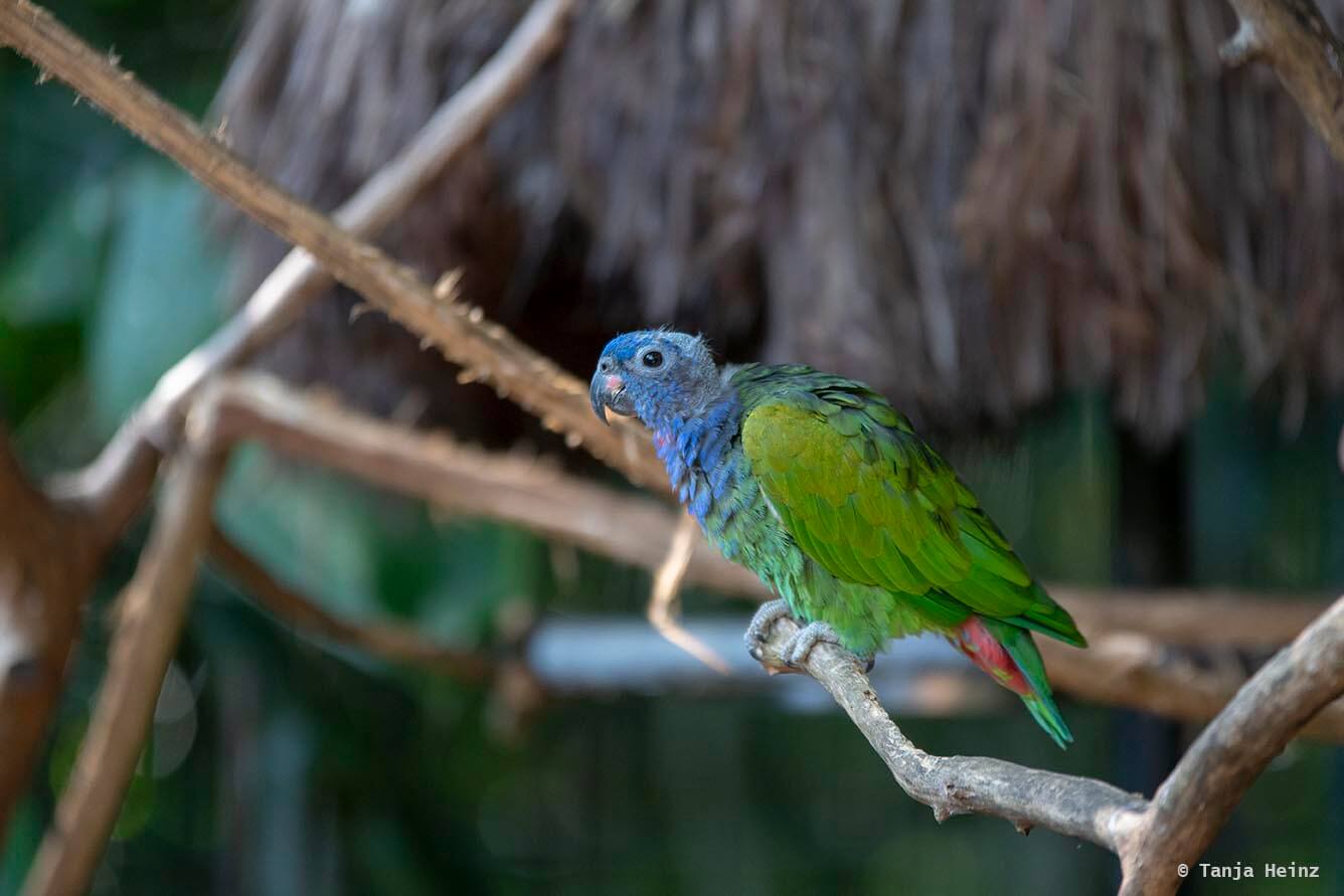 bird-park-parque-das-aves