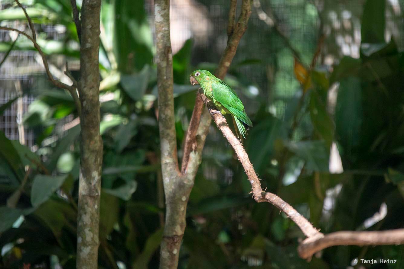 bird-park-parque-das-aves
