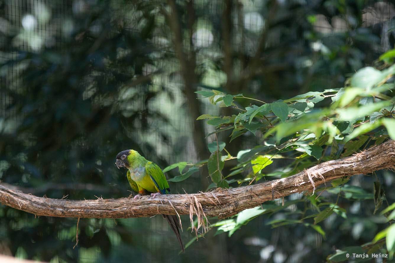 bird-park-parque-das-aves