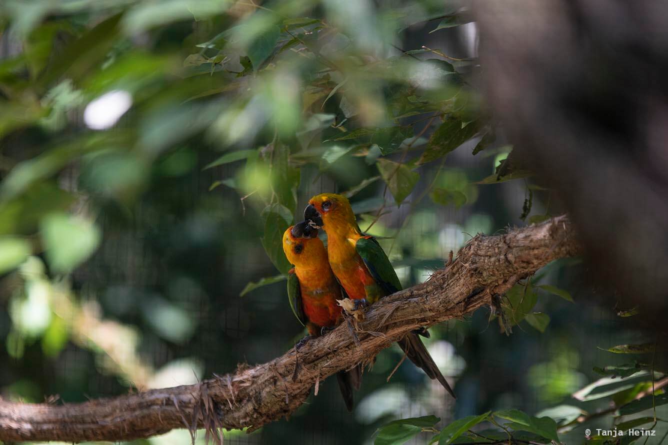 bird-park-parque-das-aves