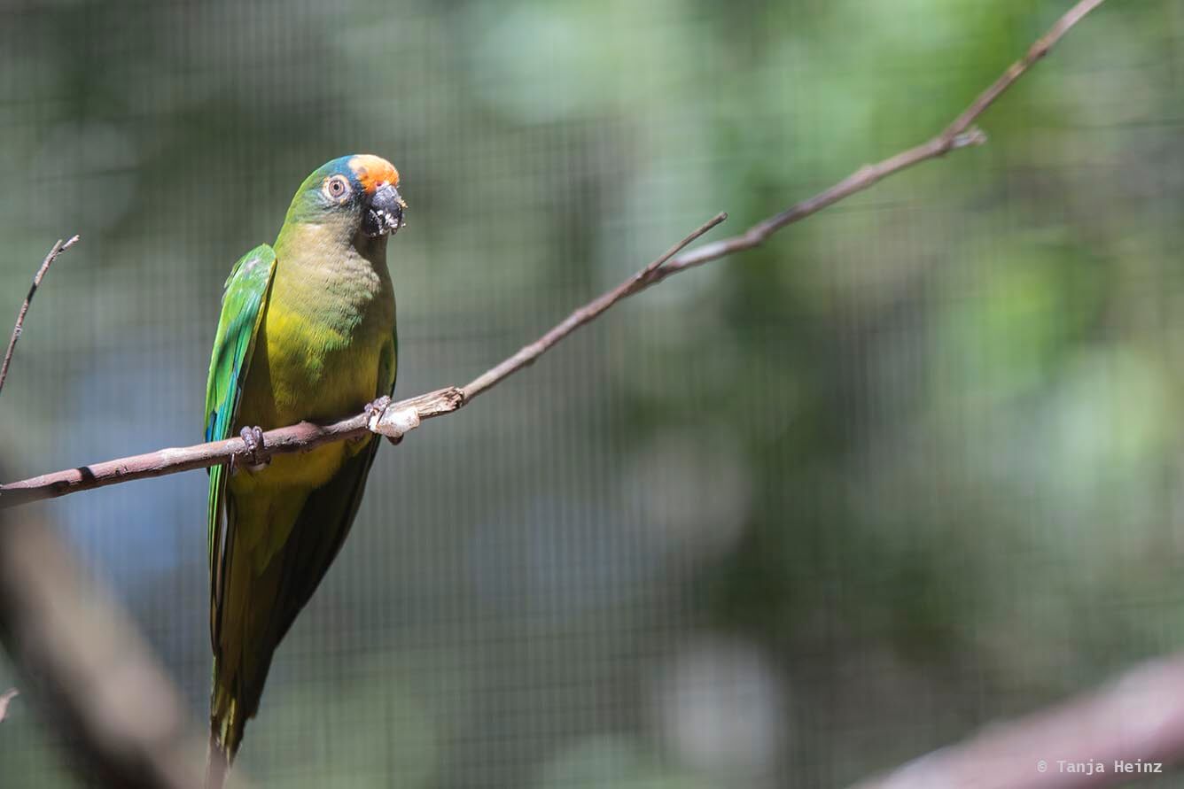 bird-park-parque-das-aves