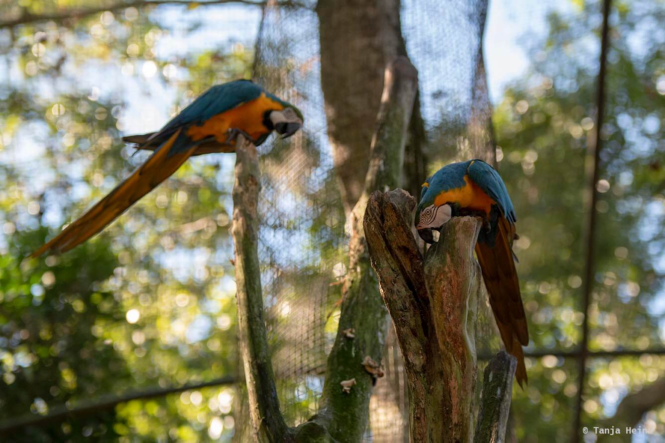 bird-park-parque-das-aves