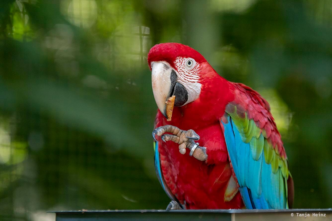 bird-park-parque-das-aves