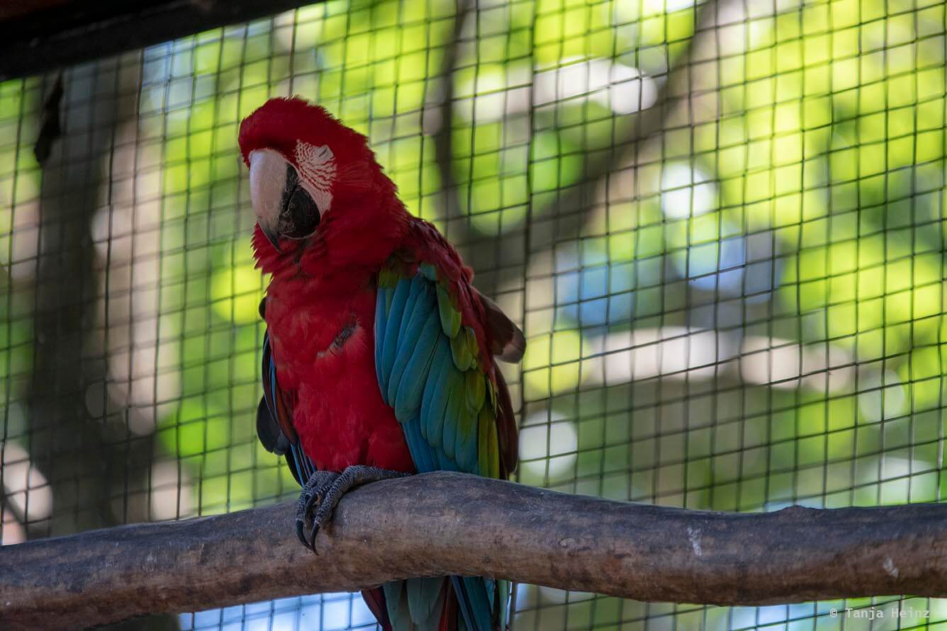 bird-park-parque-das-aves