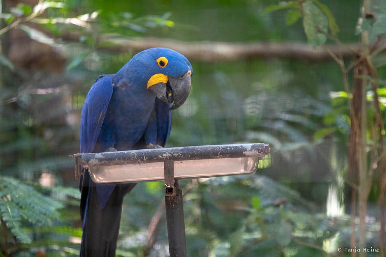 bird-park-parque-das-aves