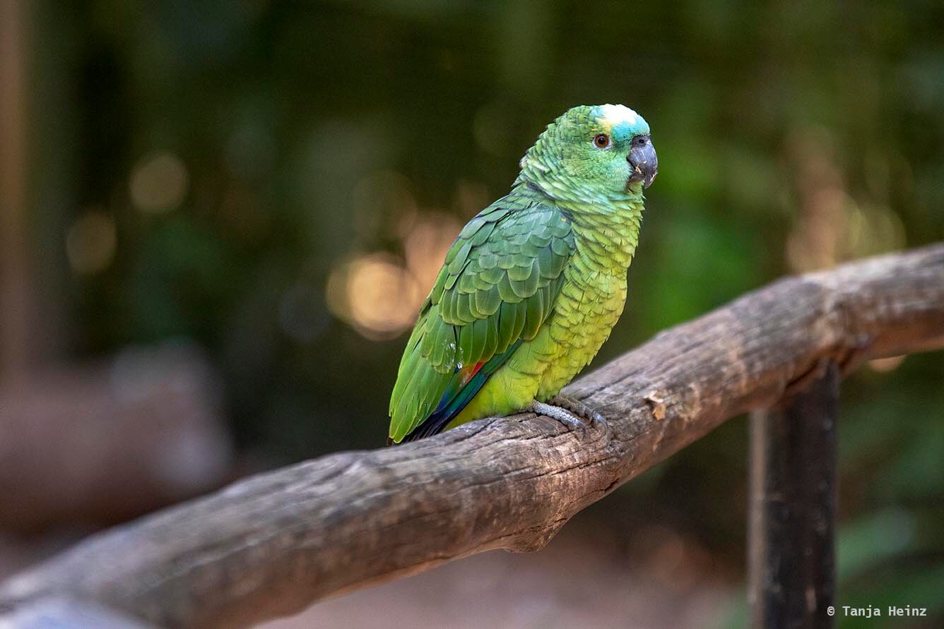 bird-park-parque-das-aves