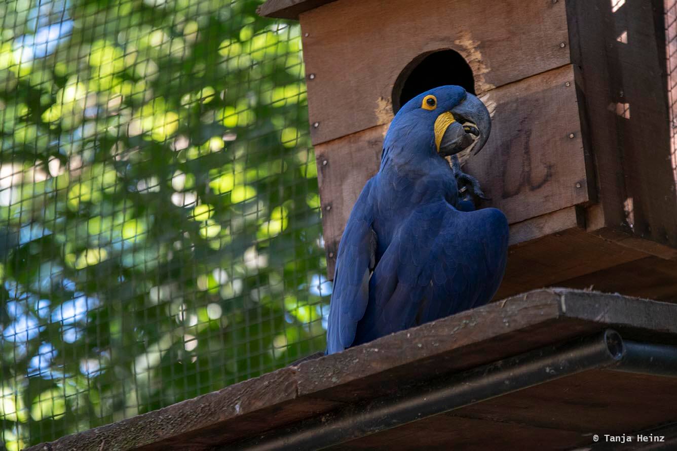 bird-park-parque-das-aves