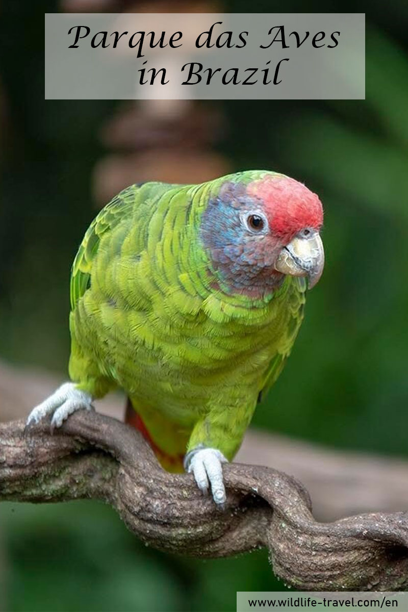 bird-park-parque-das-aves
