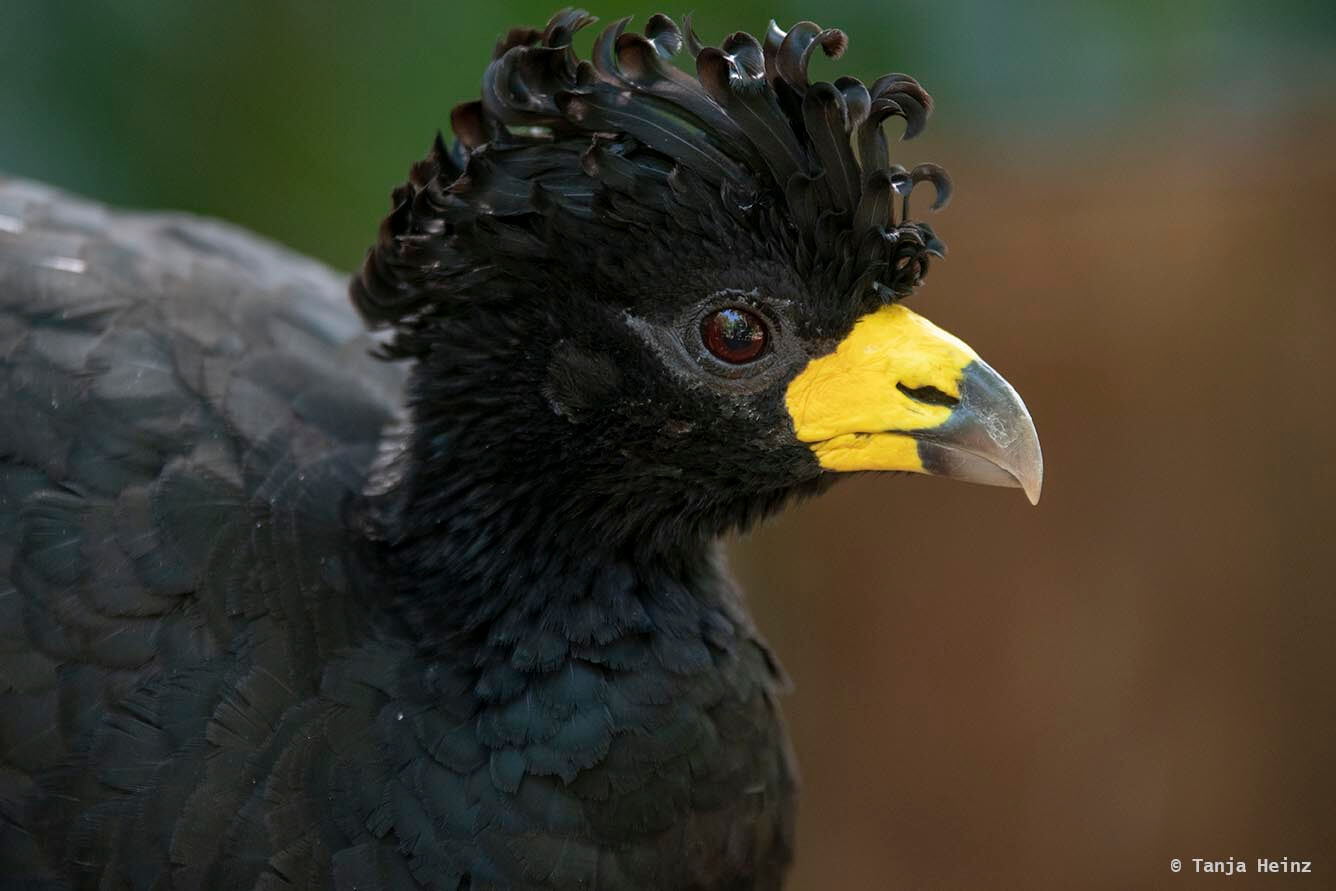 bird-park-parque-das-aves