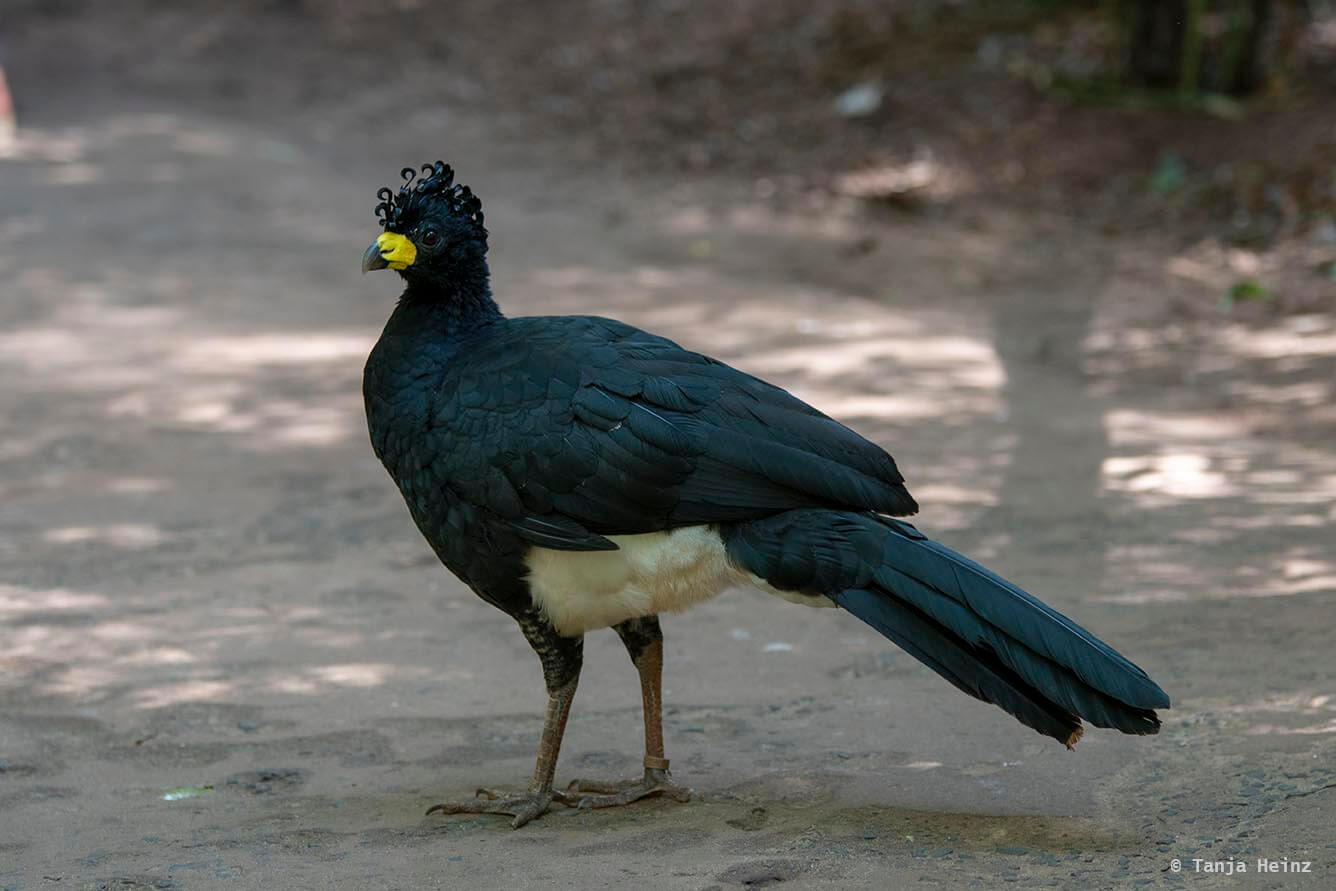 bird-park-parque-das-aves