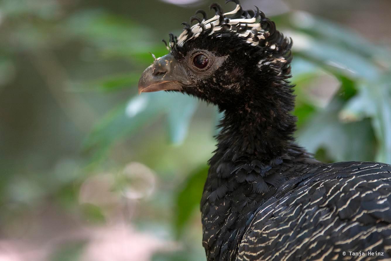 bird-park-parque-das-aves