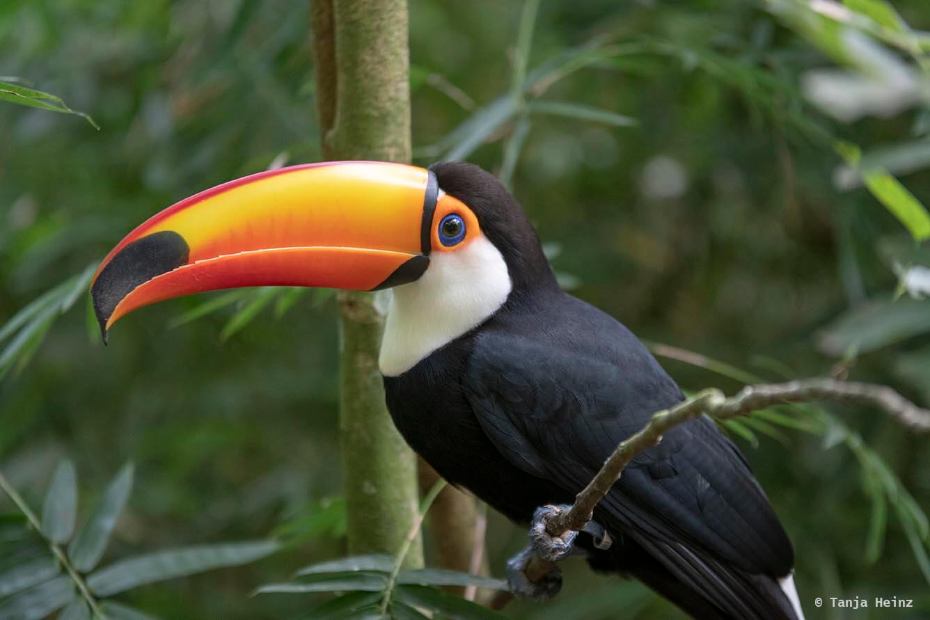 bird-park-parque-das-aves