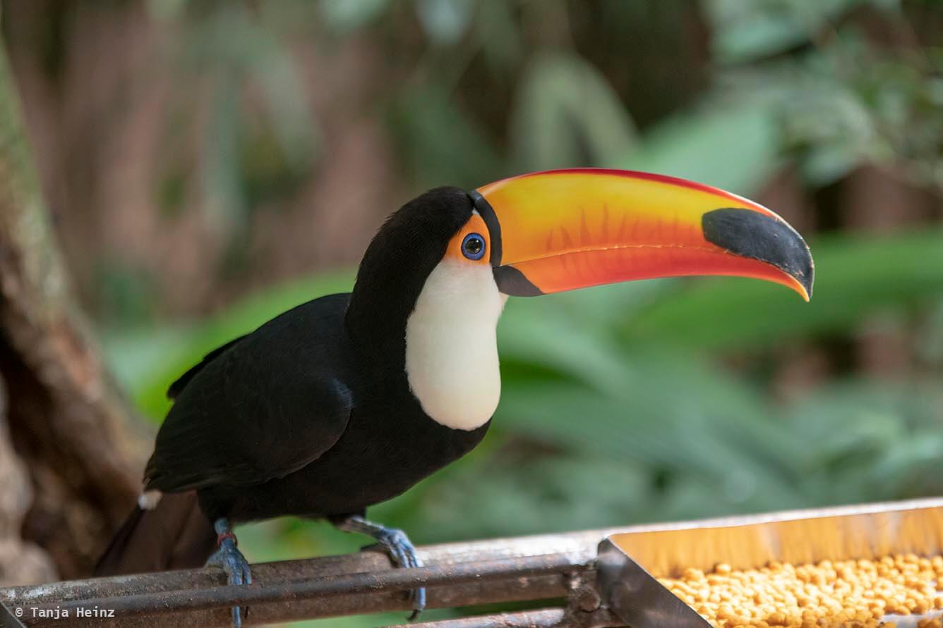 bird-park-parque-das-aves