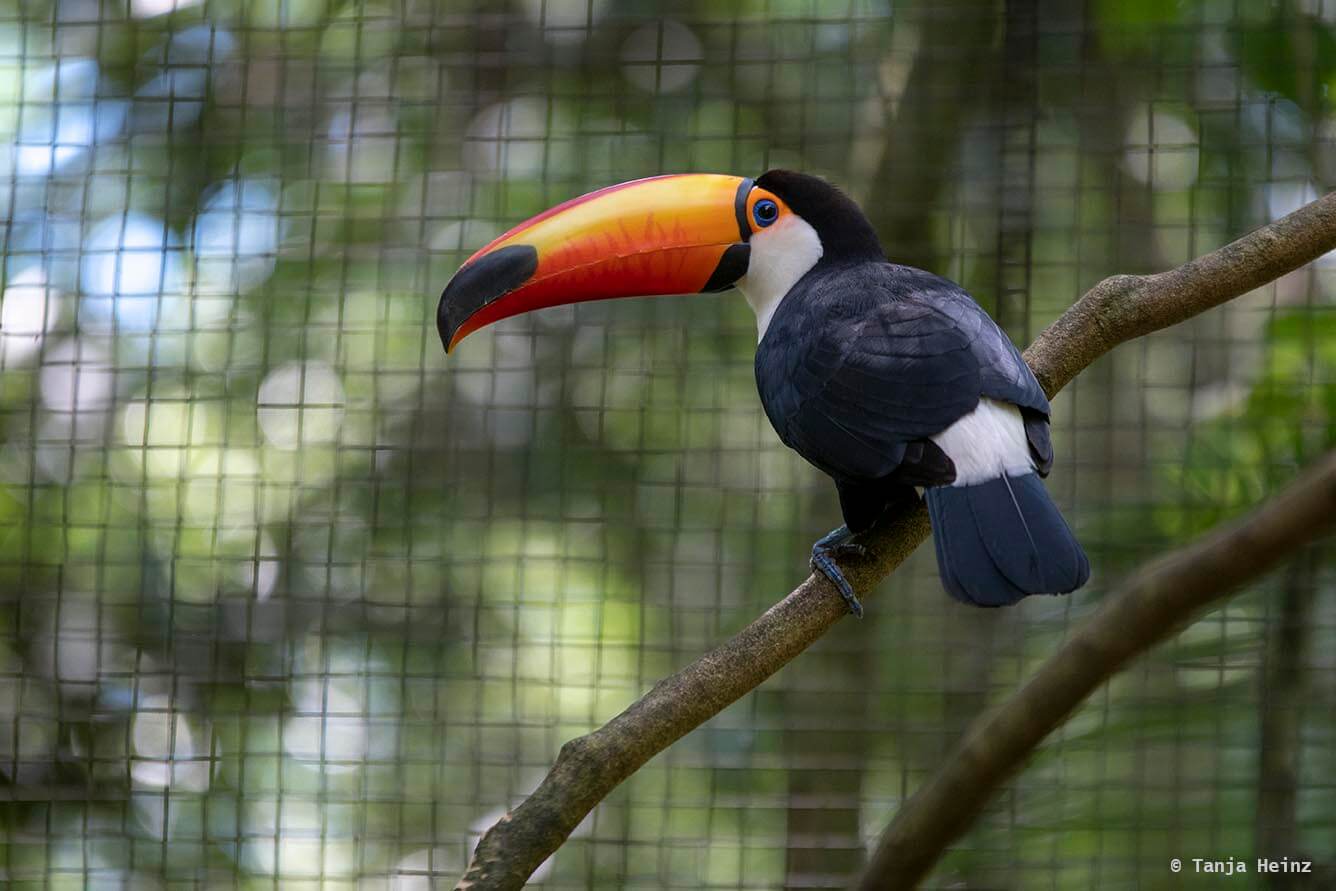 bird-park-parque-das-aves